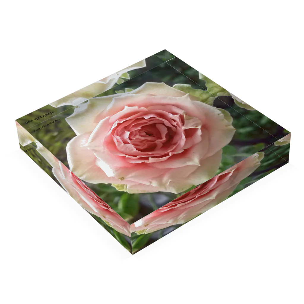 MicaPix/SUZURI店のLa Vie en Rose Acrylic Block :placed flat