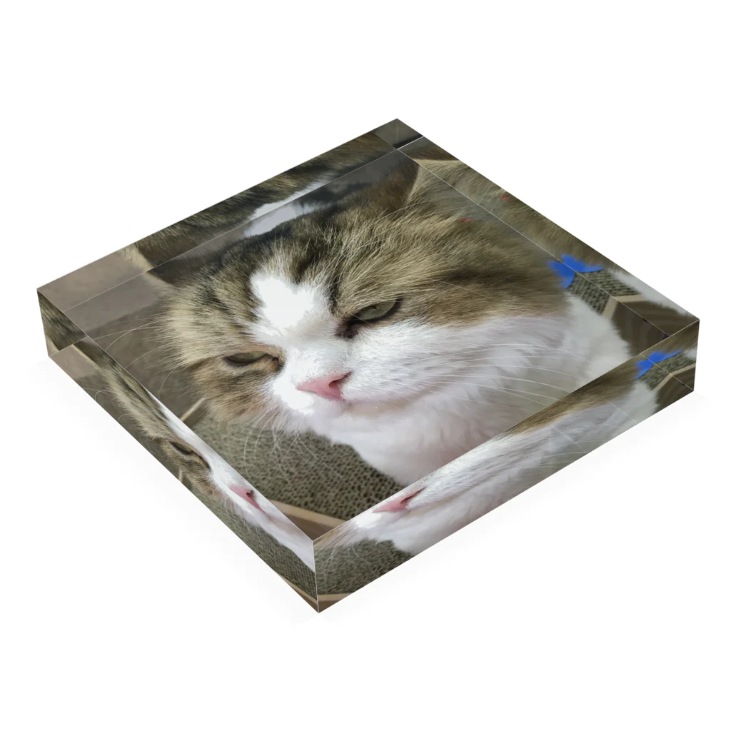 upa46の目つき悪い猫ちゃん Acrylic Block :placed flat