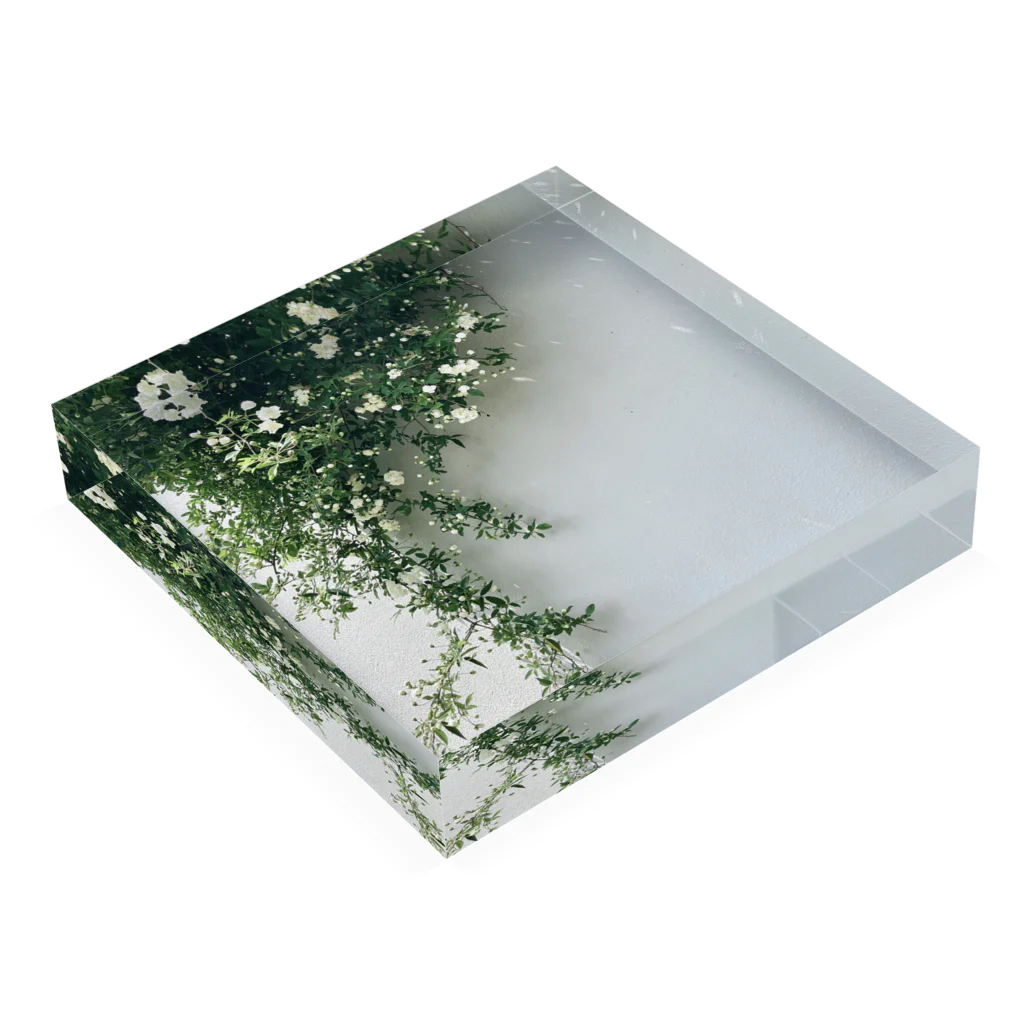 ampluieの木香薔薇 Acrylic Block :placed flat