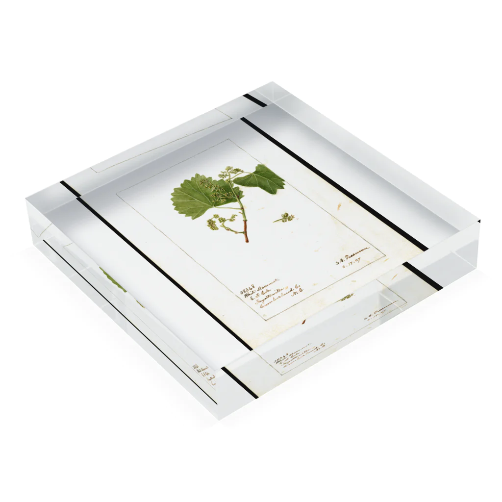 ArtShirtの Vitis: White Staminate Acrylic Block :placed flat