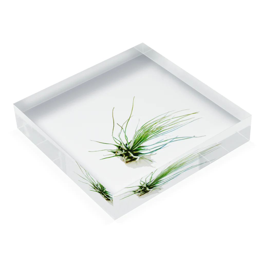 a.c.a.botanicalのTillandsia Acrylic Block :placed flat