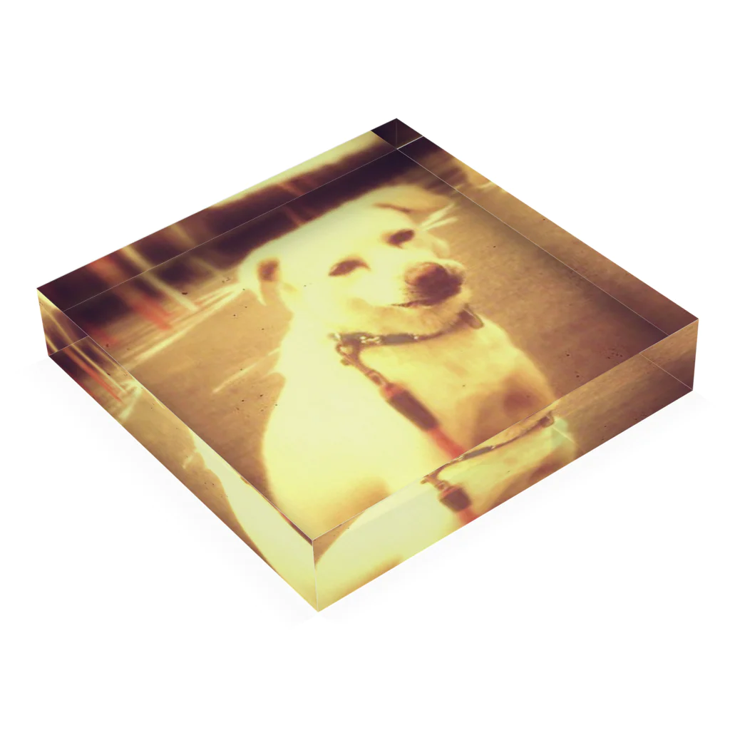 ちなおの我が家の愛犬 ばん君 Acrylic Block :placed flat