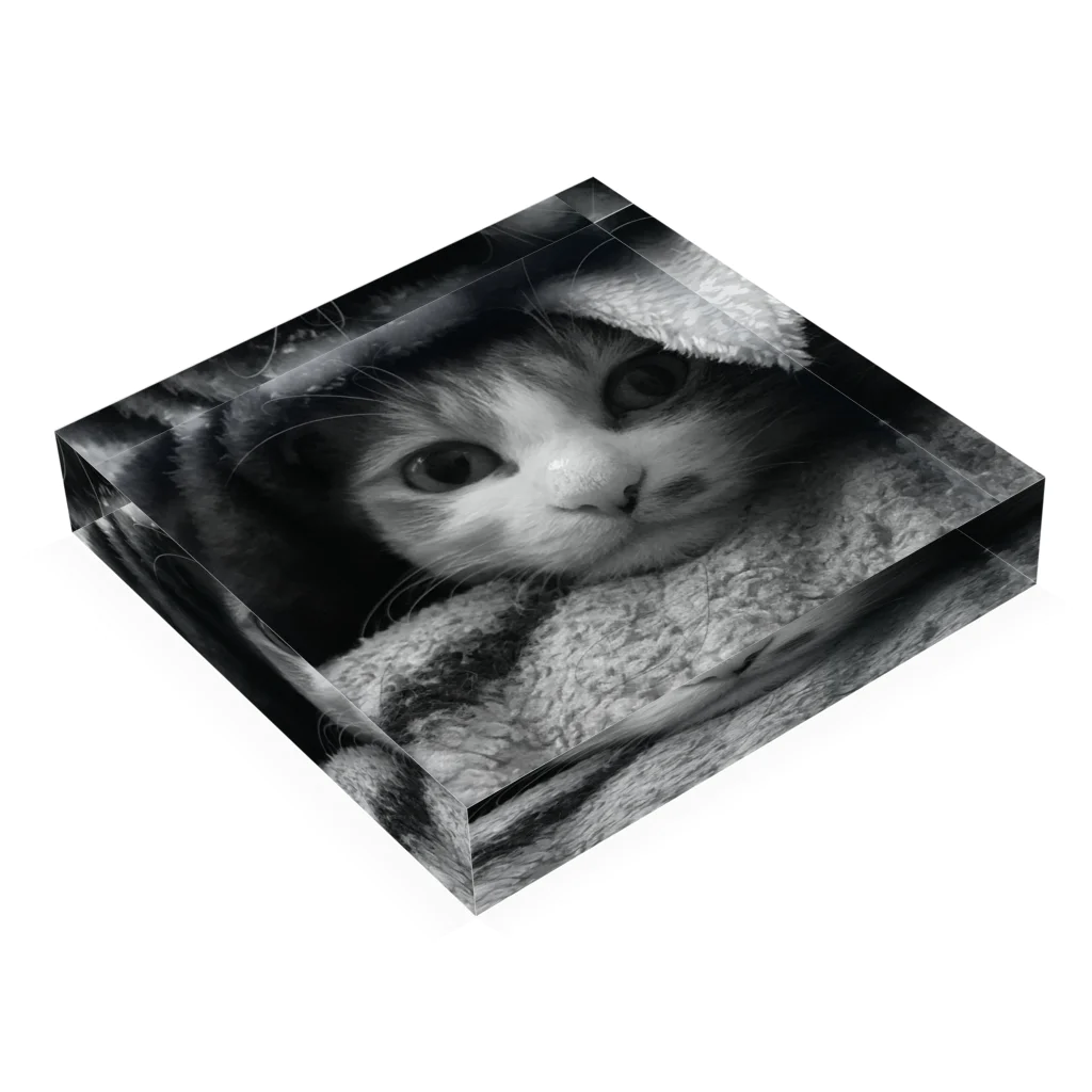 仲良しニャンコ屋　ネコの顔出し猫 Acrylic Block :placed flat