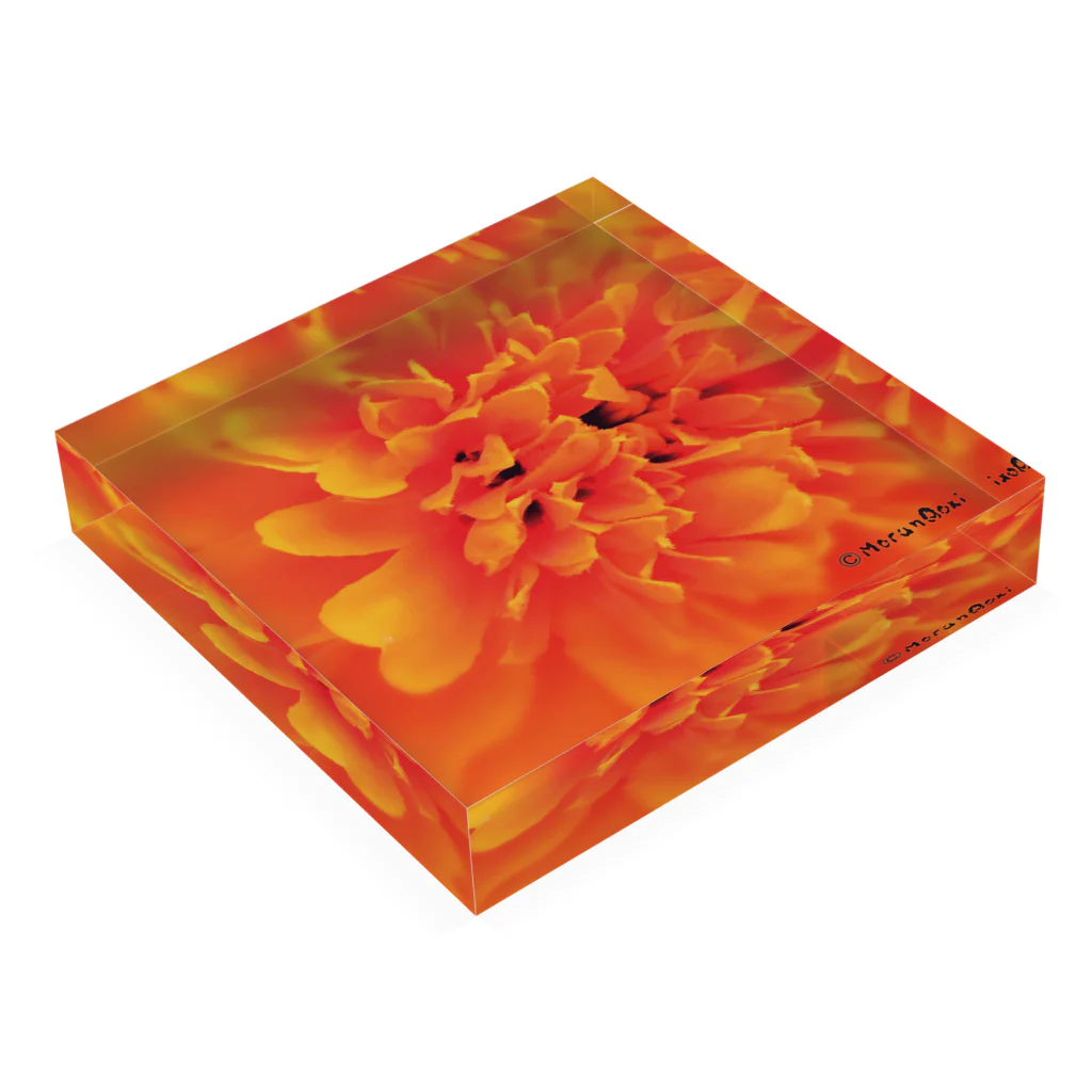 あおちゃん商会のMarigold （マリーゴールド）オレンジ Acrylic Block :placed flat