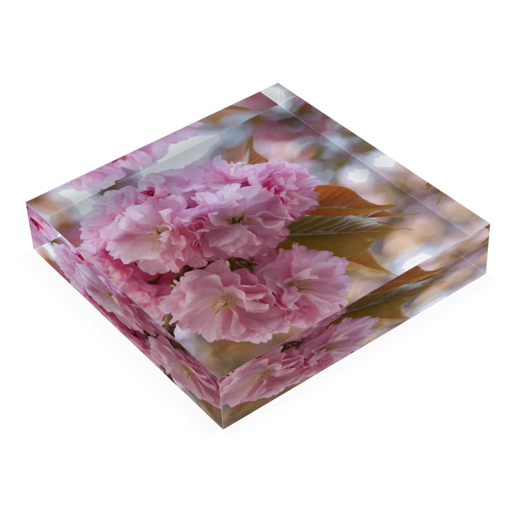 Jodlerin Sakura Kitagawa und die Edelweißmusikantenの八重さくら２ Acrylic Block :placed flat