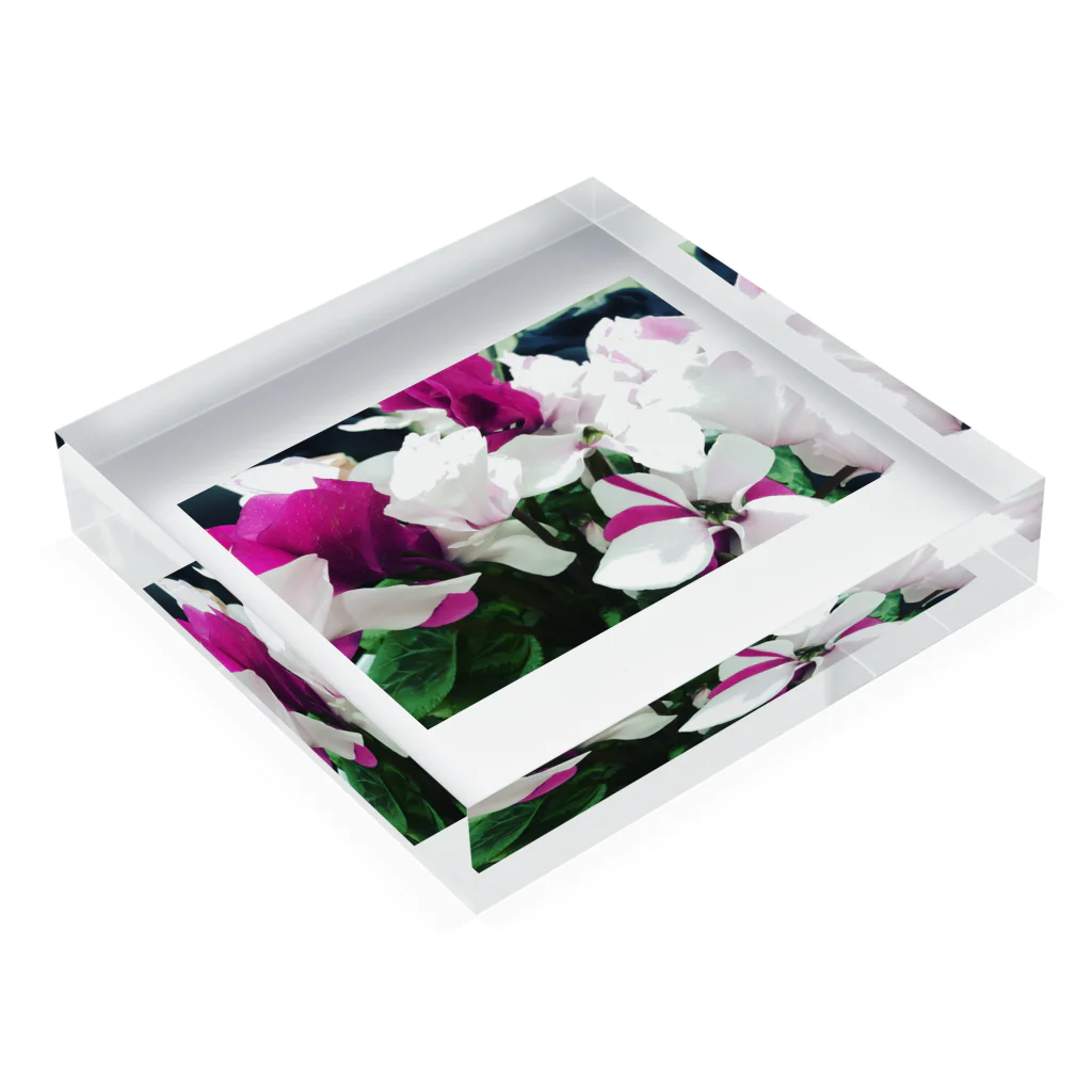 prosopocoilusunのCyclamen Acrylic Block :placed flat