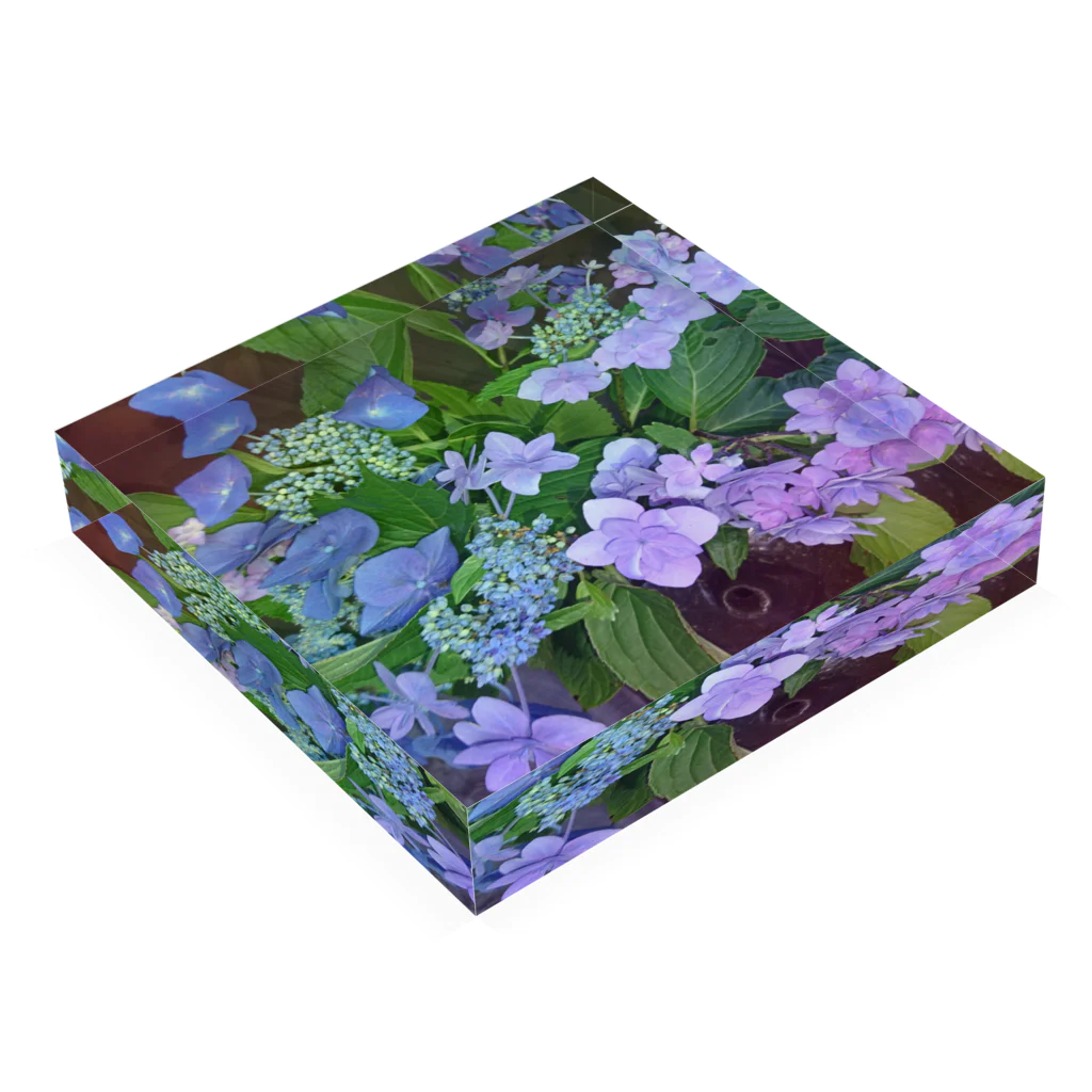 水彩屋の紫陽花（生花） アクリルブロックの平置き