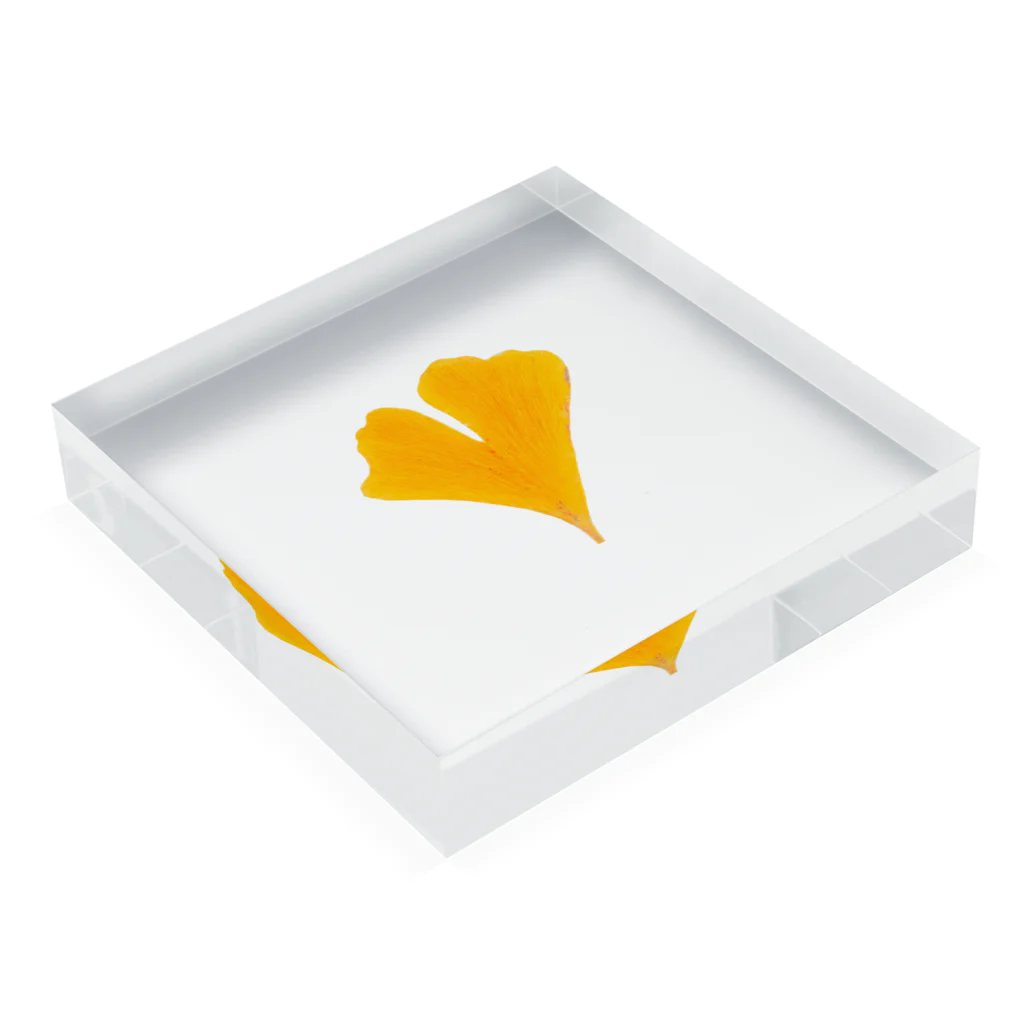 umameshiのイチョウ / ginkgo Acrylic Block :placed flat