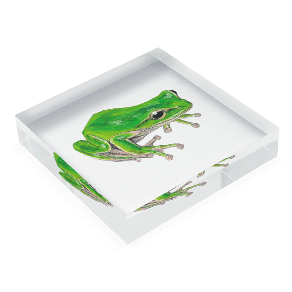 森図鑑の[森図鑑]アマガエル Acrylic Block :placed flat