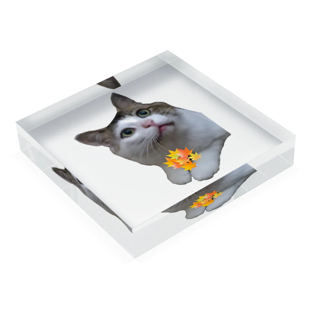 26giの紅葉くれるねこ Acrylic Block :placed flat