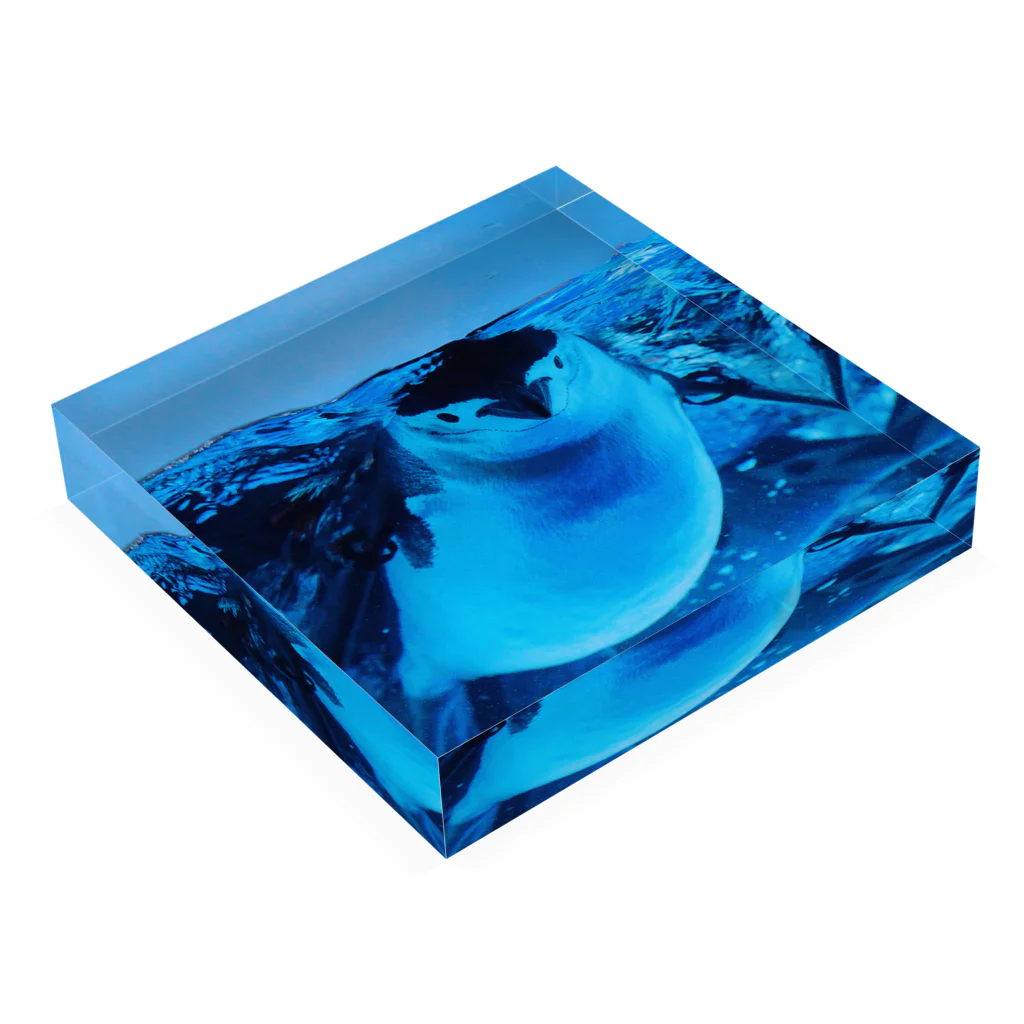 ペンギンの写真のヒゲペンギン　写真　リアル Acrylic Block :placed flat