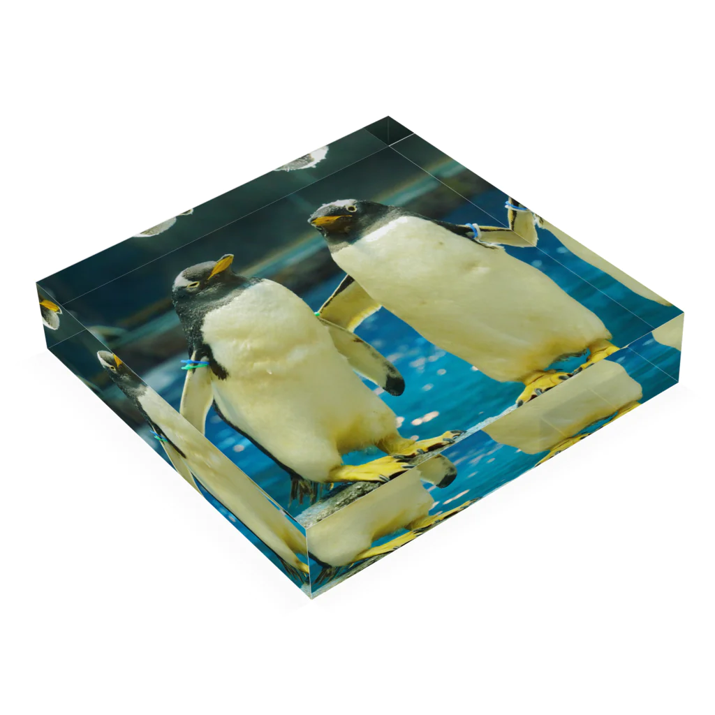 ペンギンの写真のジェンツーペンギン　写真　リアル　仲良し Acrylic Block :placed flat