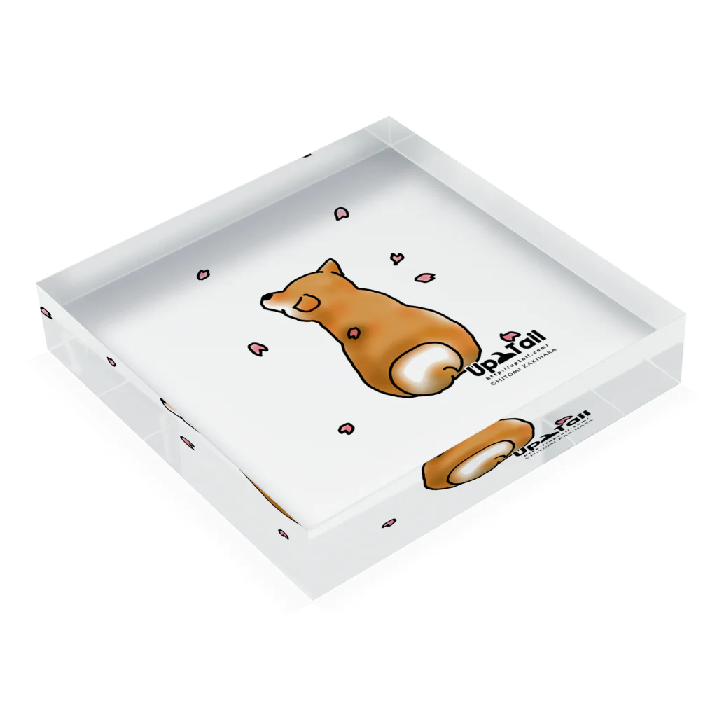 Up Tailの柴犬 Acrylic Block :placed flat