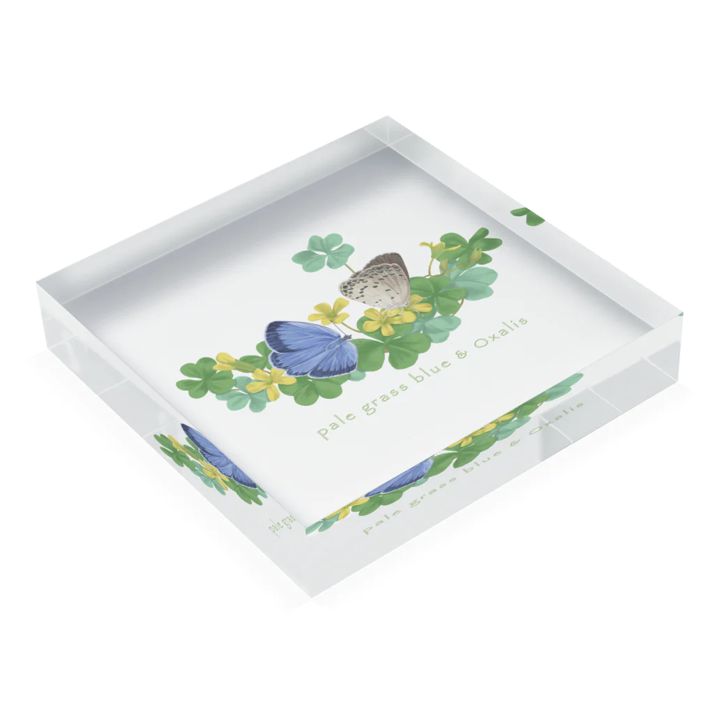 kitaooji shop SUZURI店のヤマトシジミとカタバミ Acrylic Block :placed flat