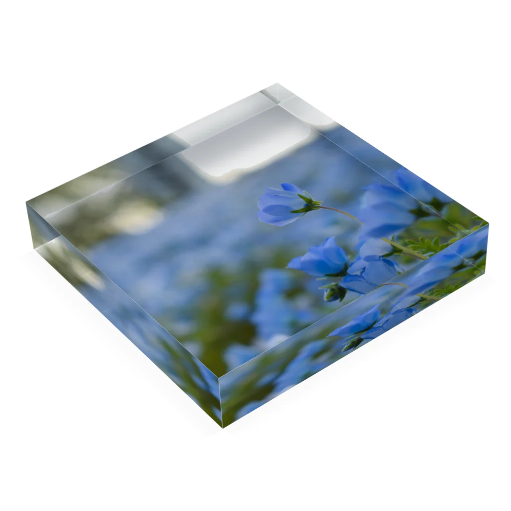 te Reneの瑠璃唐草 Acrylic Block :placed flat