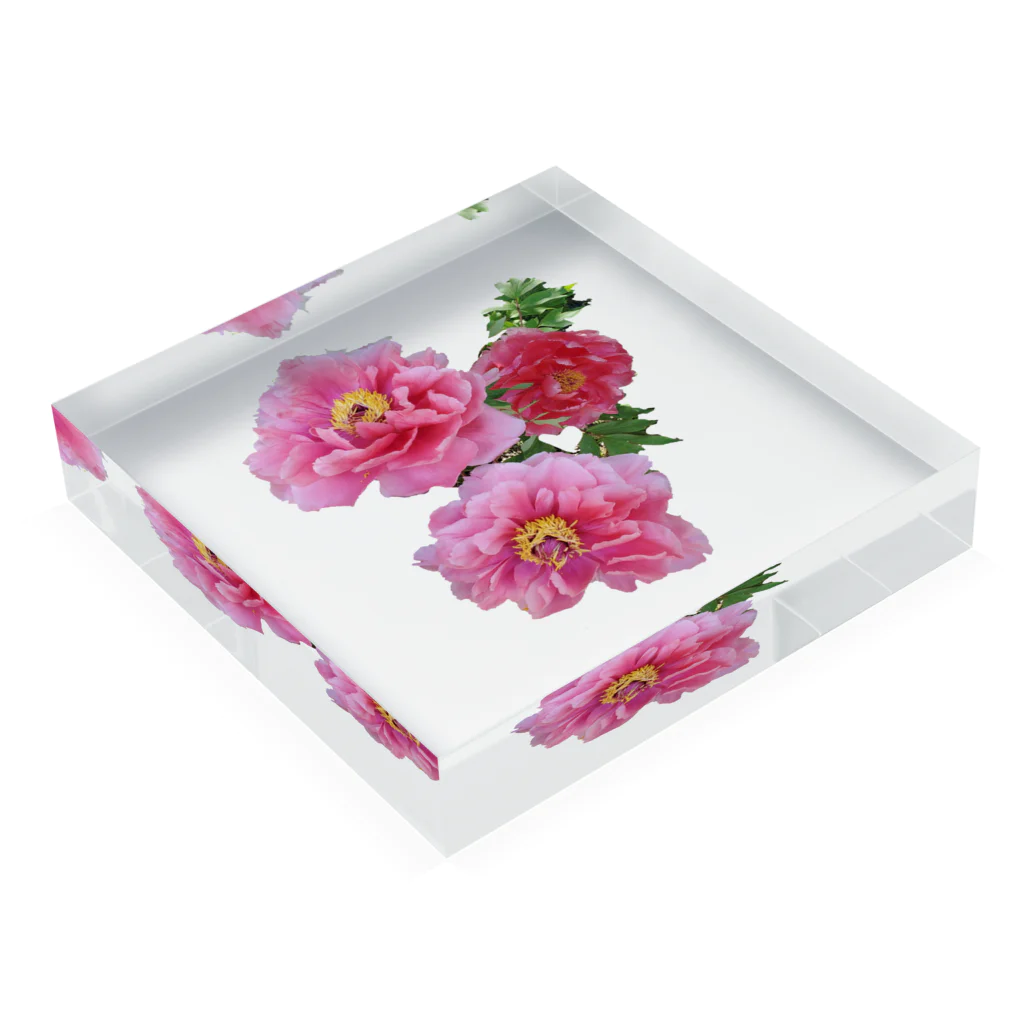 @ya-Shopの牡丹の花 3輪🌺 Acrylic Block :placed flat