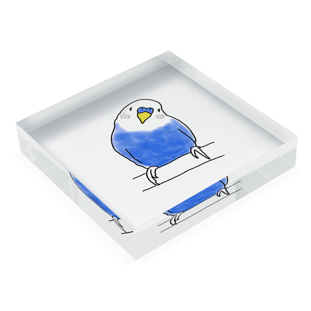 ぴぃのインコちゃん！ Acrylic Block :placed flat