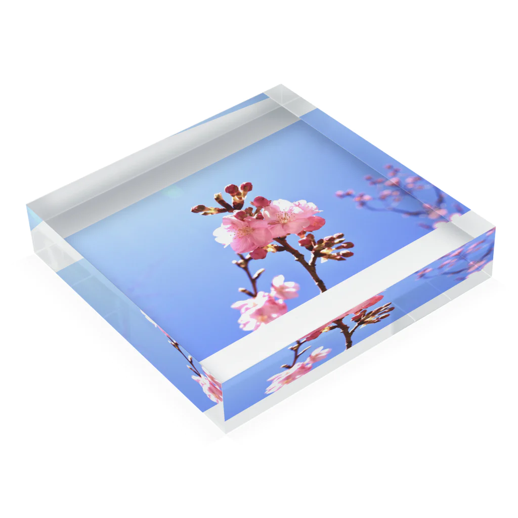 ちばLGBTQフレンズの2月の桜 Acrylic Block :placed flat