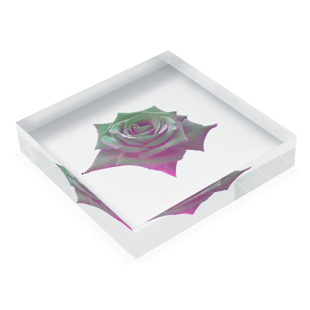 Harunoyozoraの白い薔薇グラデーション Acrylic Block :placed flat