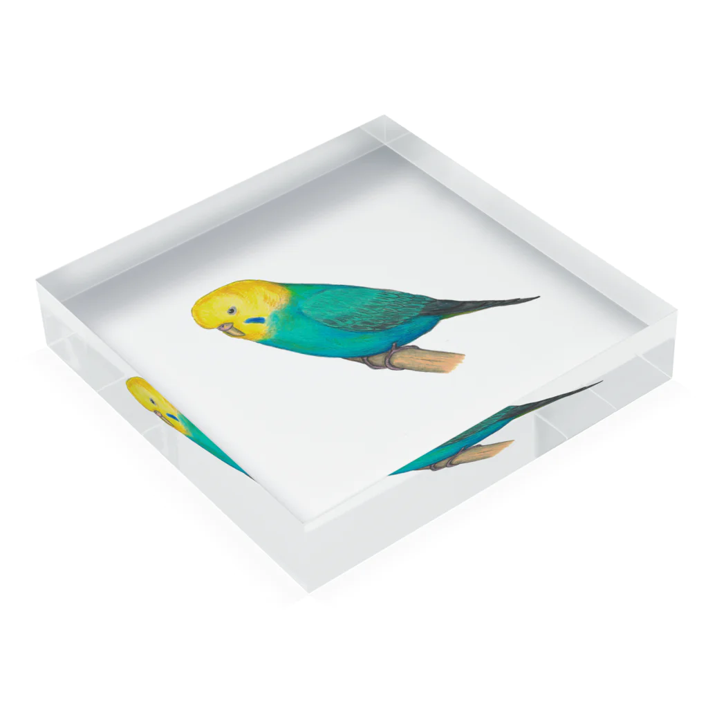 森図鑑の[森図鑑] セキセイインコ レインボー Acrylic Block :placed flat