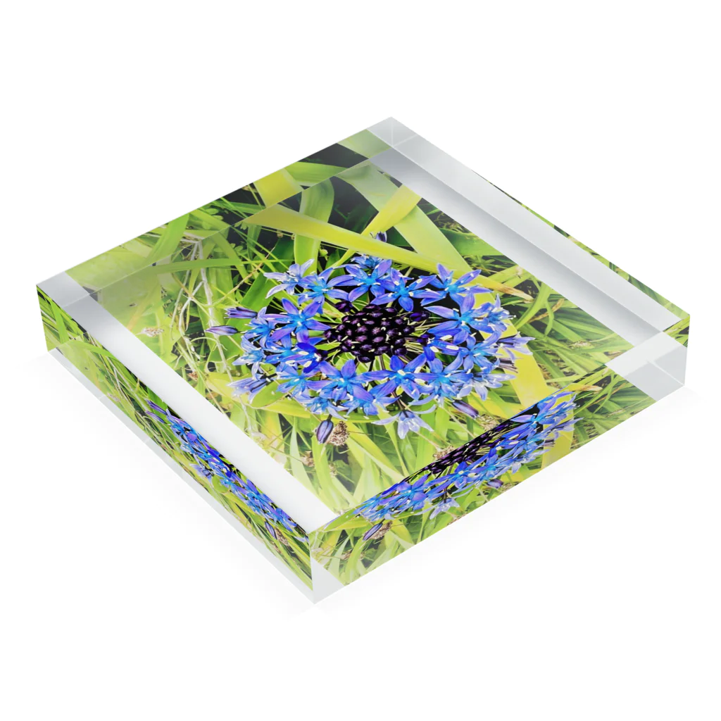 かけす堂　楽描き部門の足もとに咲いた花火 Acrylic Block :placed flat