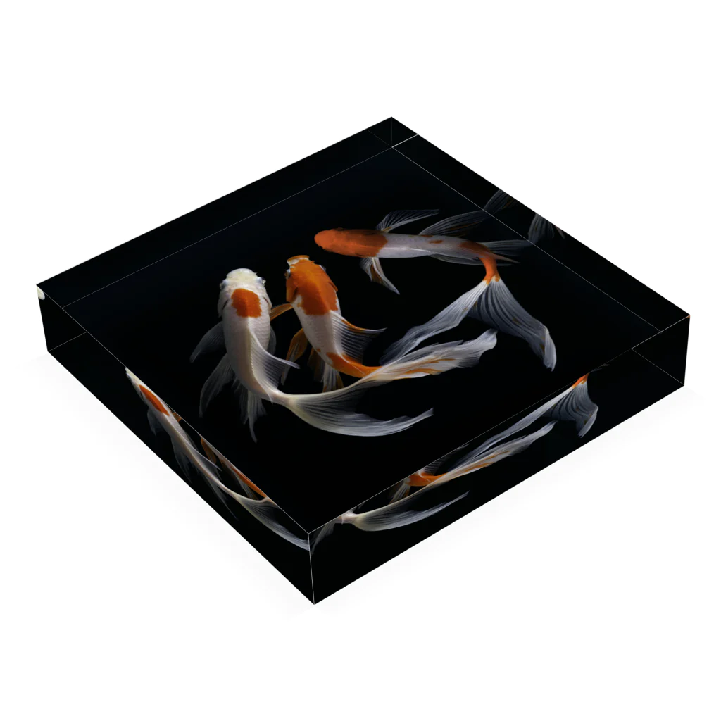 HOKO-ANの鯉 CARP No.1 Acrylic Block :placed flat