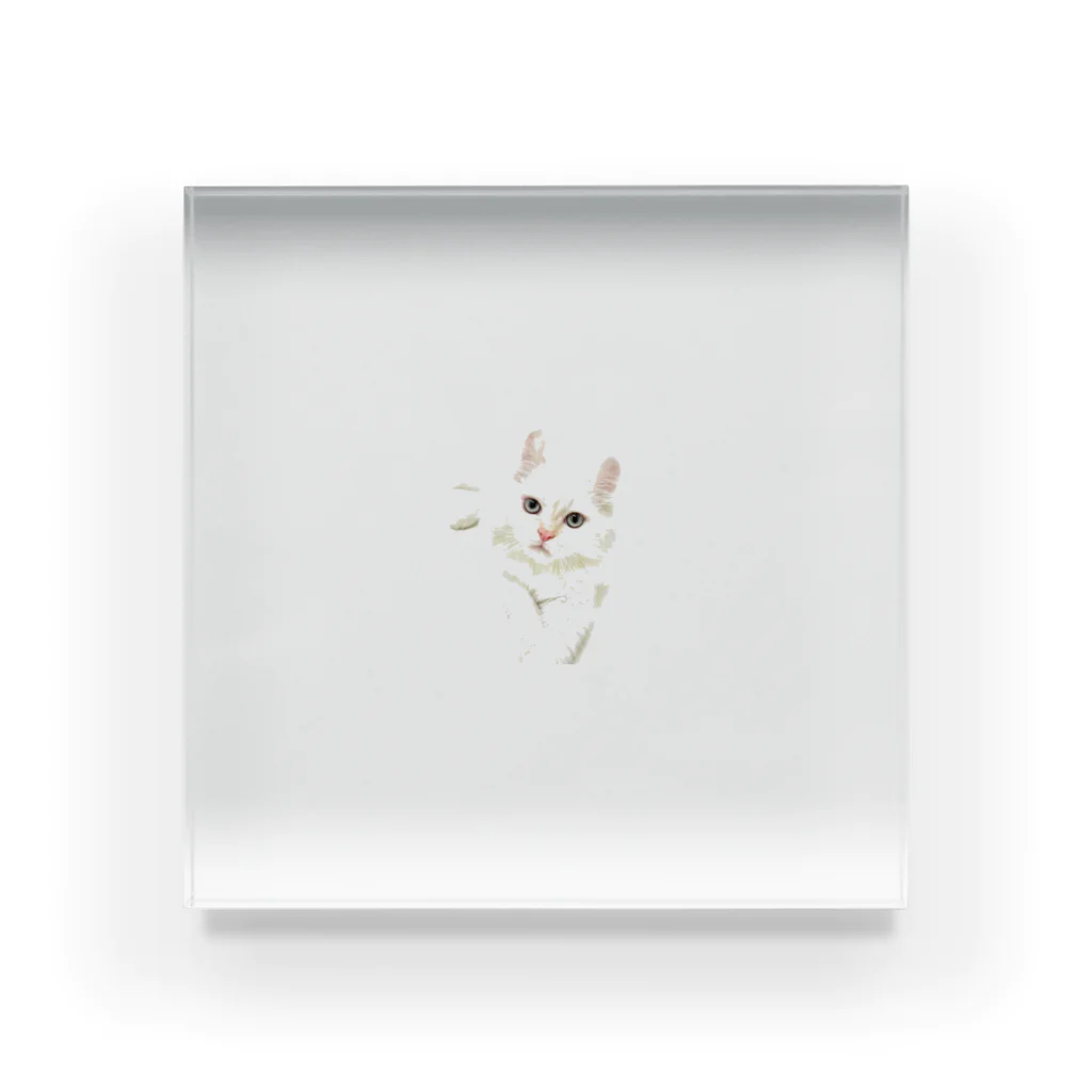 Milkoftheguineapigの白猫 アクリルブロック
