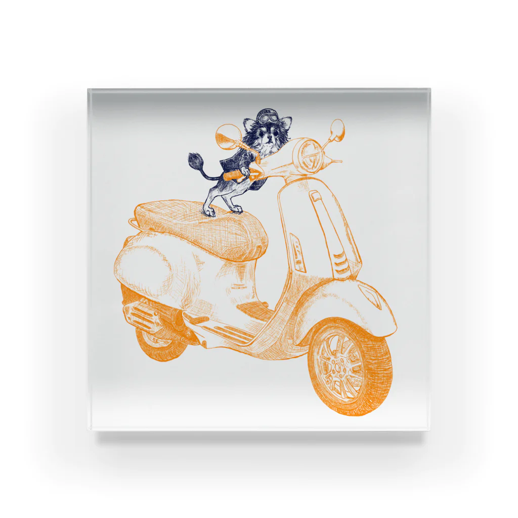 N谷スタジオのチワワのすっちゃんバイクに乗る Acrylic Block