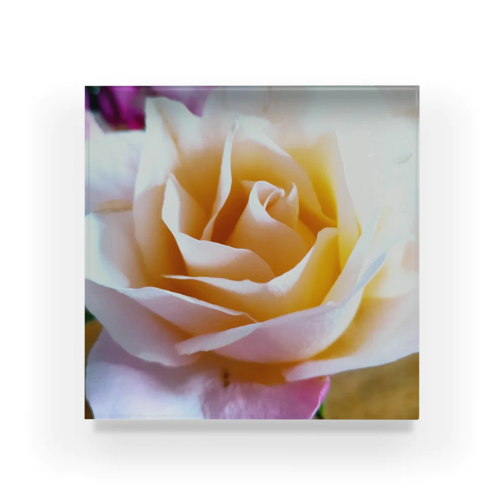 Anna’s galleryのWhite Rose Acrylic Block