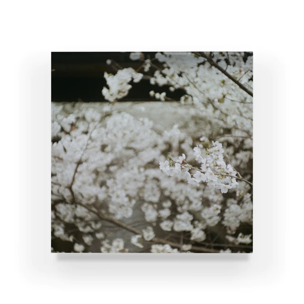 たべのみせの中目黒の桜(2022) Acrylic Block