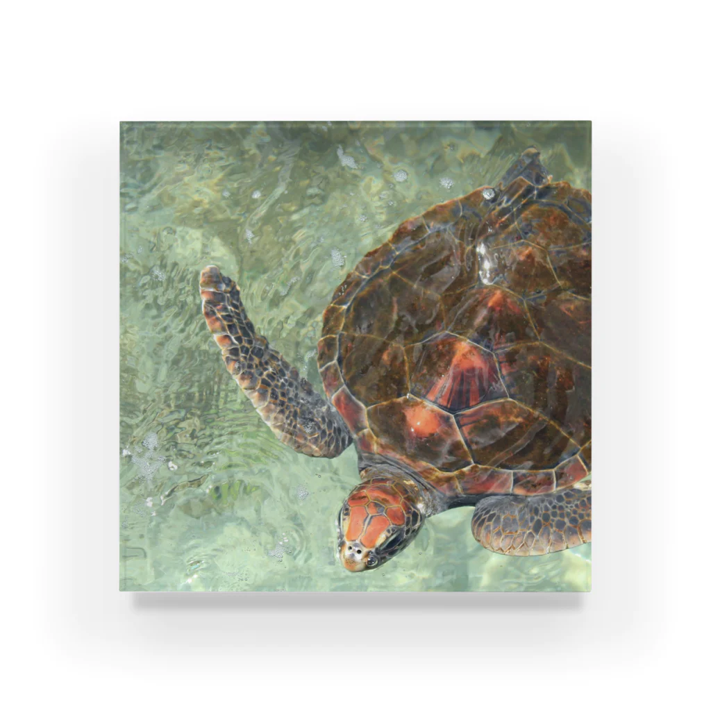 saruchi工房のBeautiful Okinawan sea アクリルブロック No.4 ウミガメ Acrylic Block