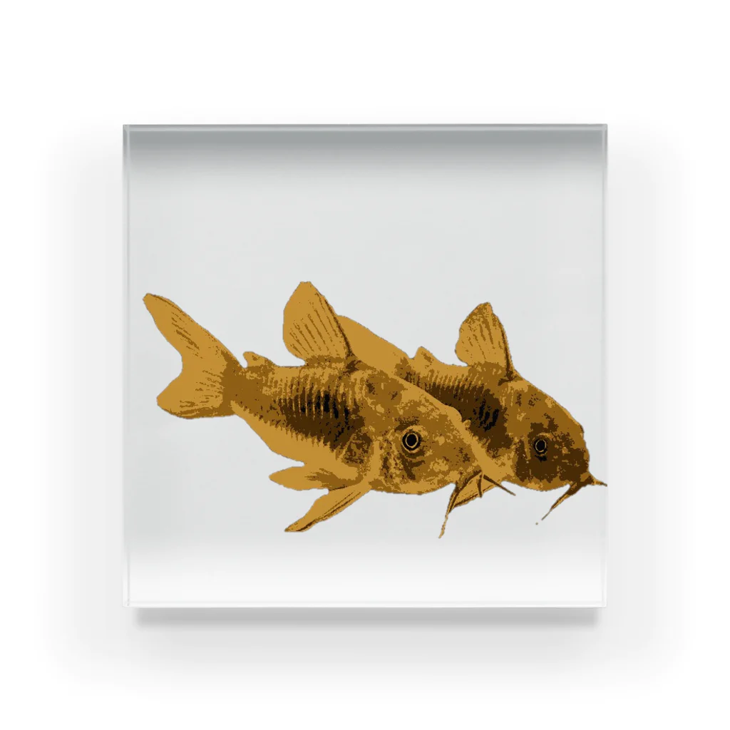 ろみのCorydoras Mania ver.赤コリ Acrylic Block