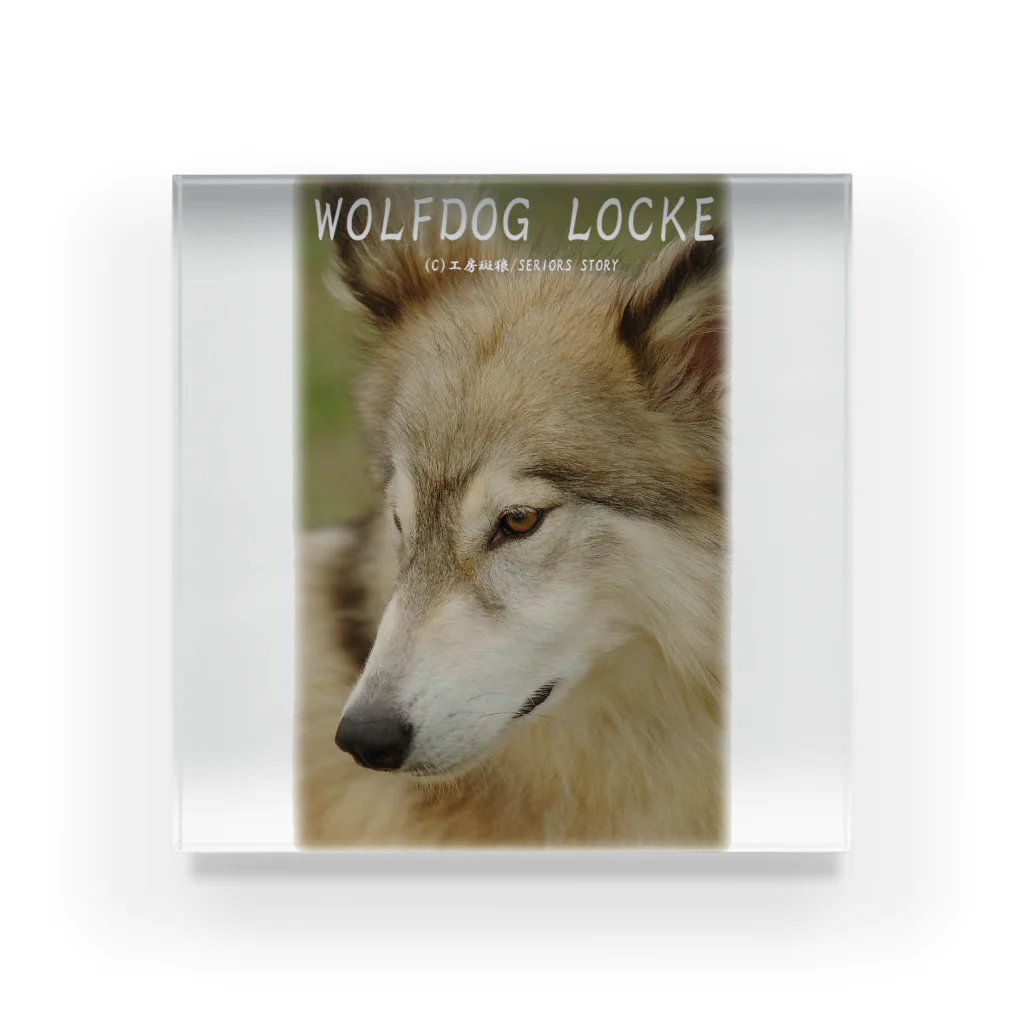 工房斑狼の狼犬ロックフォト Acrylic Block