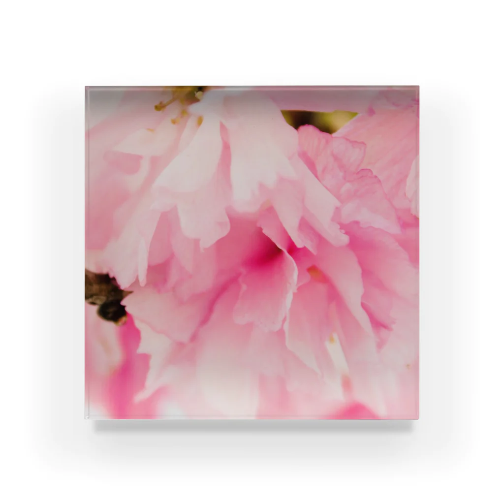 JxNのSakura Acrylic Block