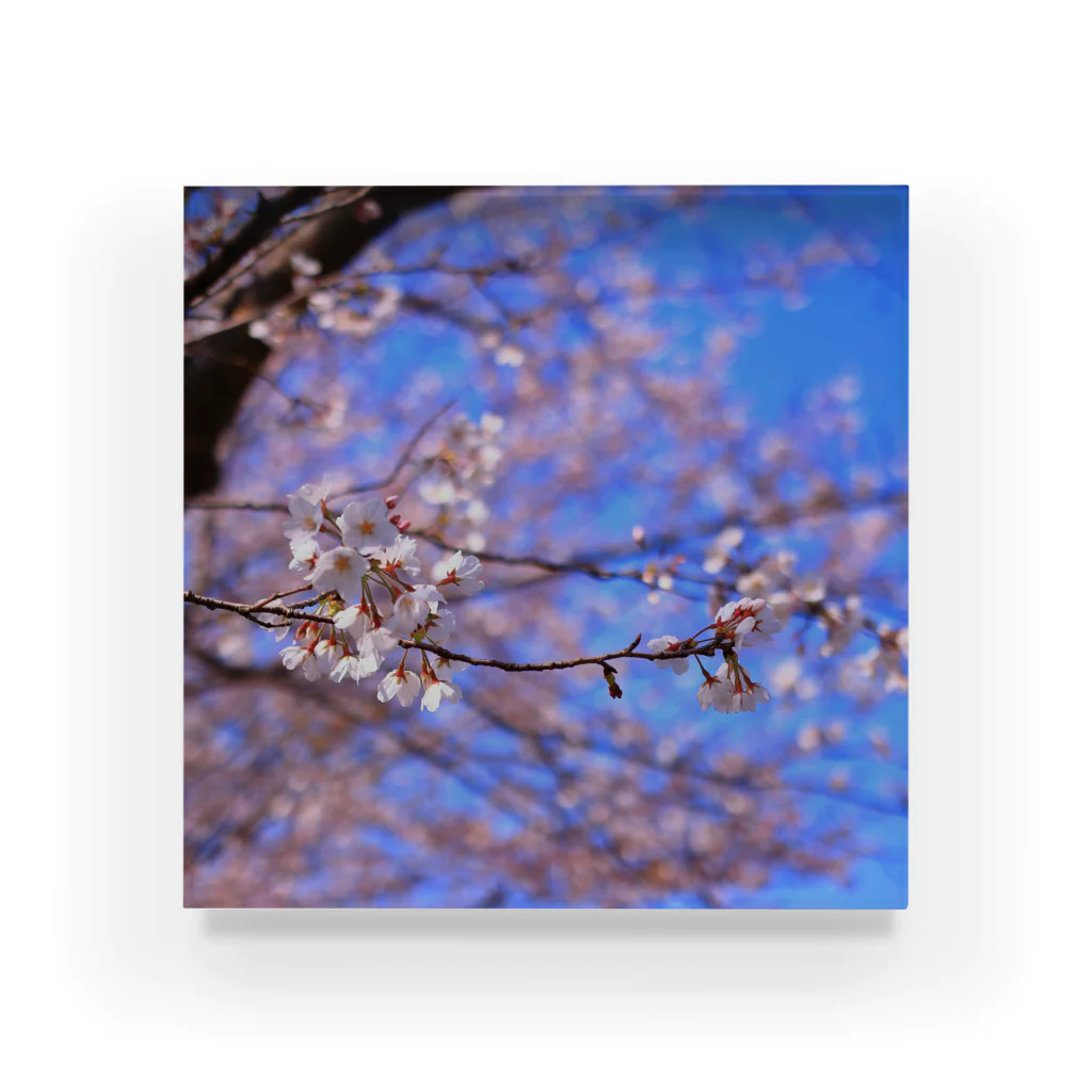 M.F.Photoの桜2 アクリルブロック