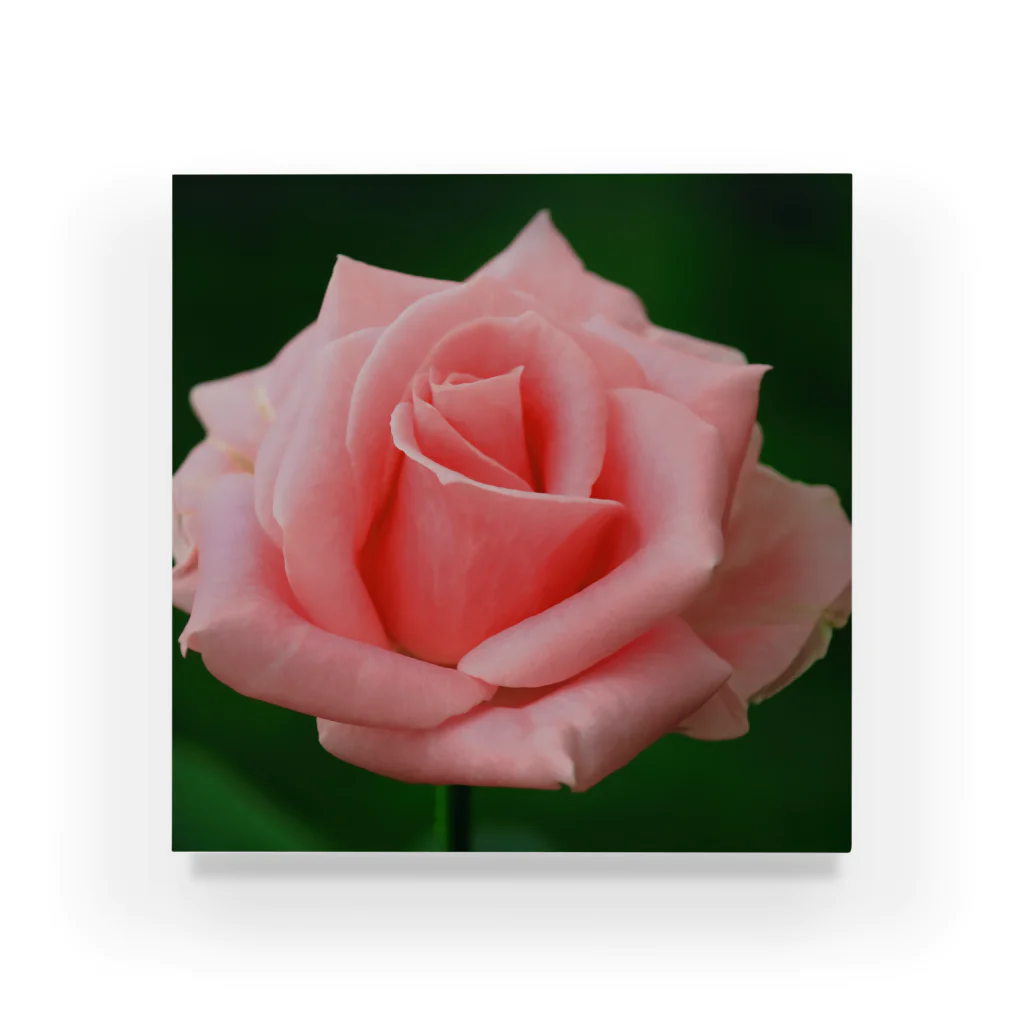 M.F.Photoのピンクのバラ アクリルブロック