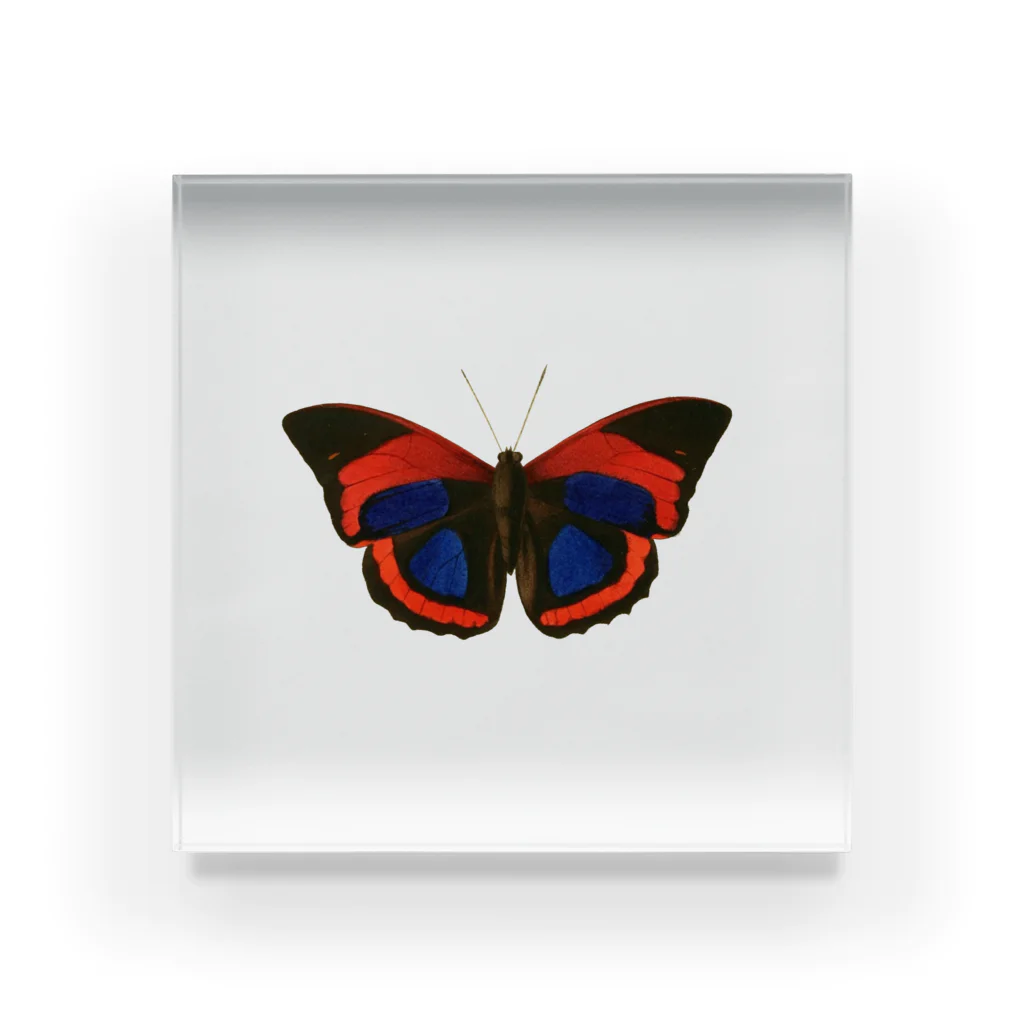 highlandのOrange Butterfly アクリルブロック