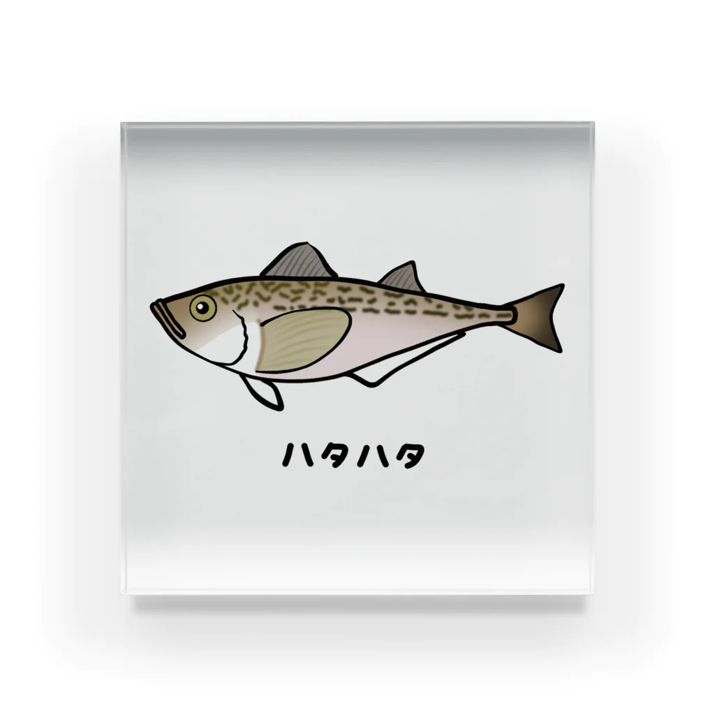 脂身通信Ｚの【魚シリーズ】ハタハタ♪221208 Acrylic Block