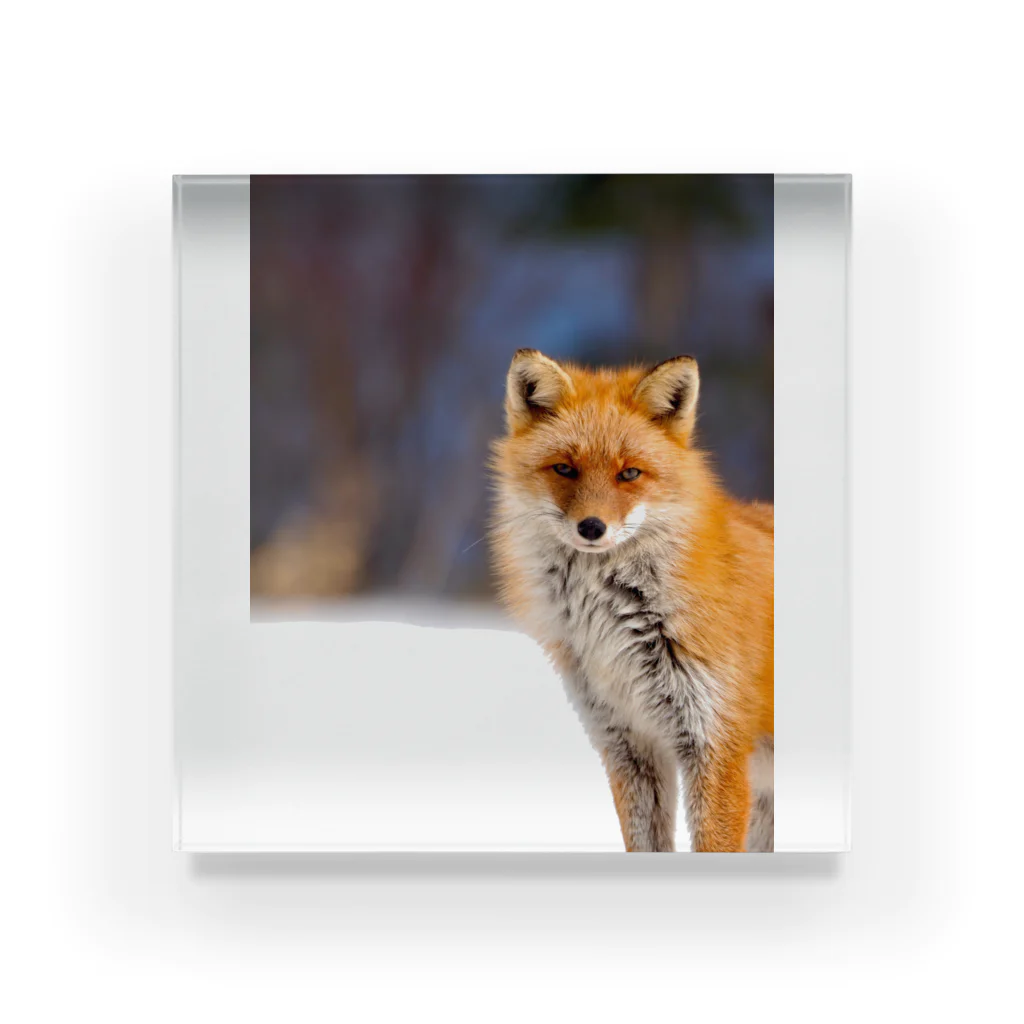 cow_cherry blossomsのNature of Hokkaido(Fox) Acrylic Block