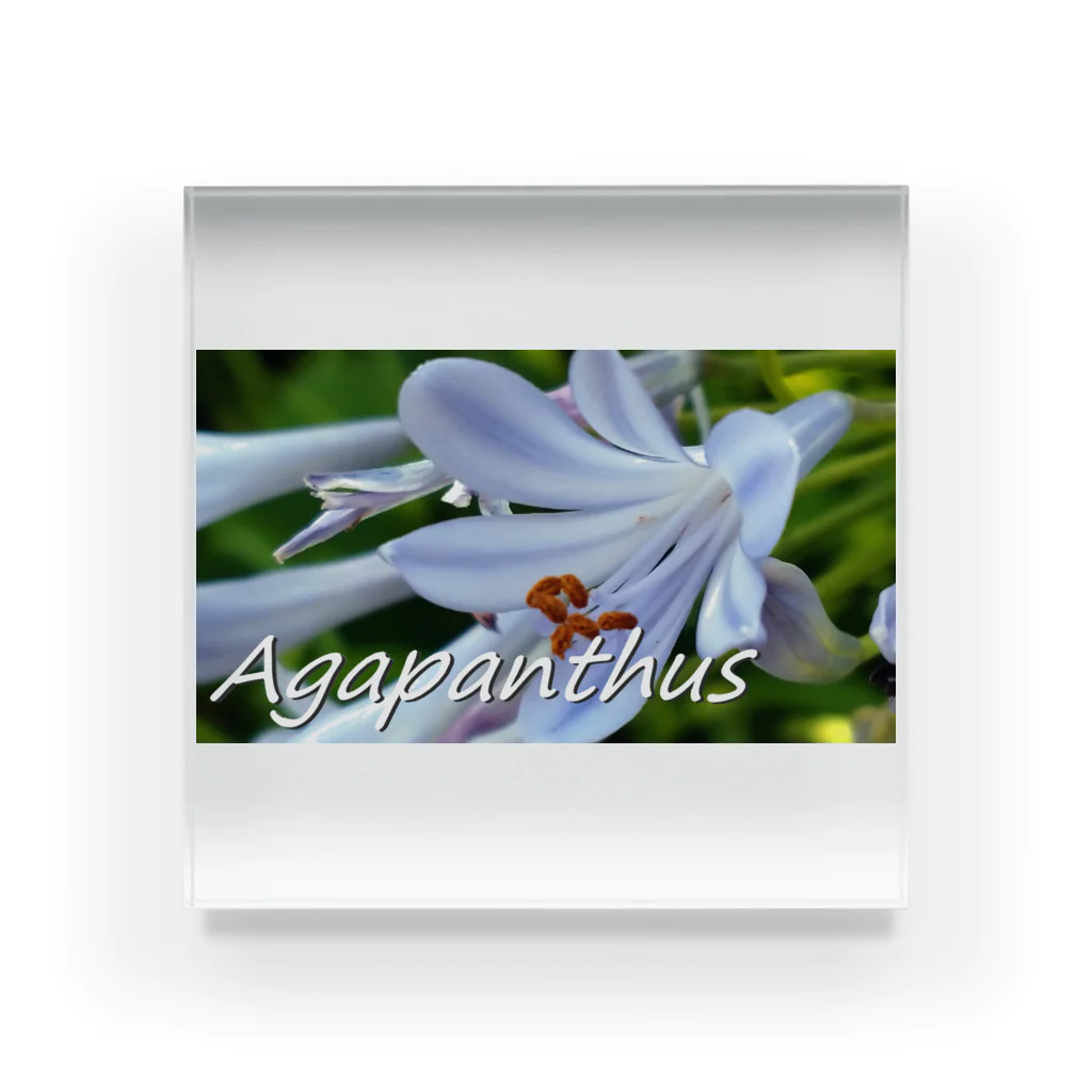  #satisfyingのアガパンサス Agapanthus アクリルブロック