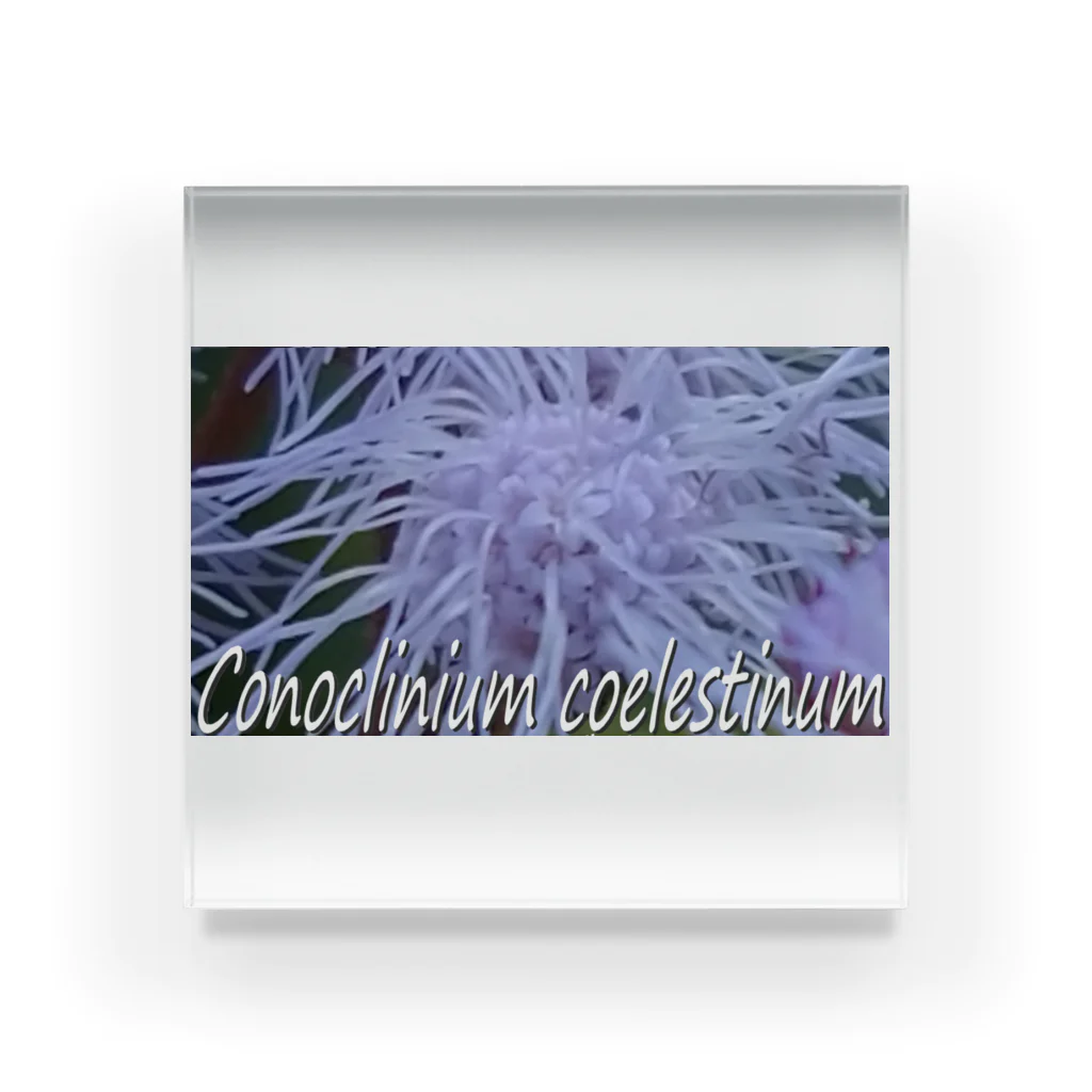  #satisfyingのセイヨウフジバカマ　Conoclinium coelestinum Acrylic Block