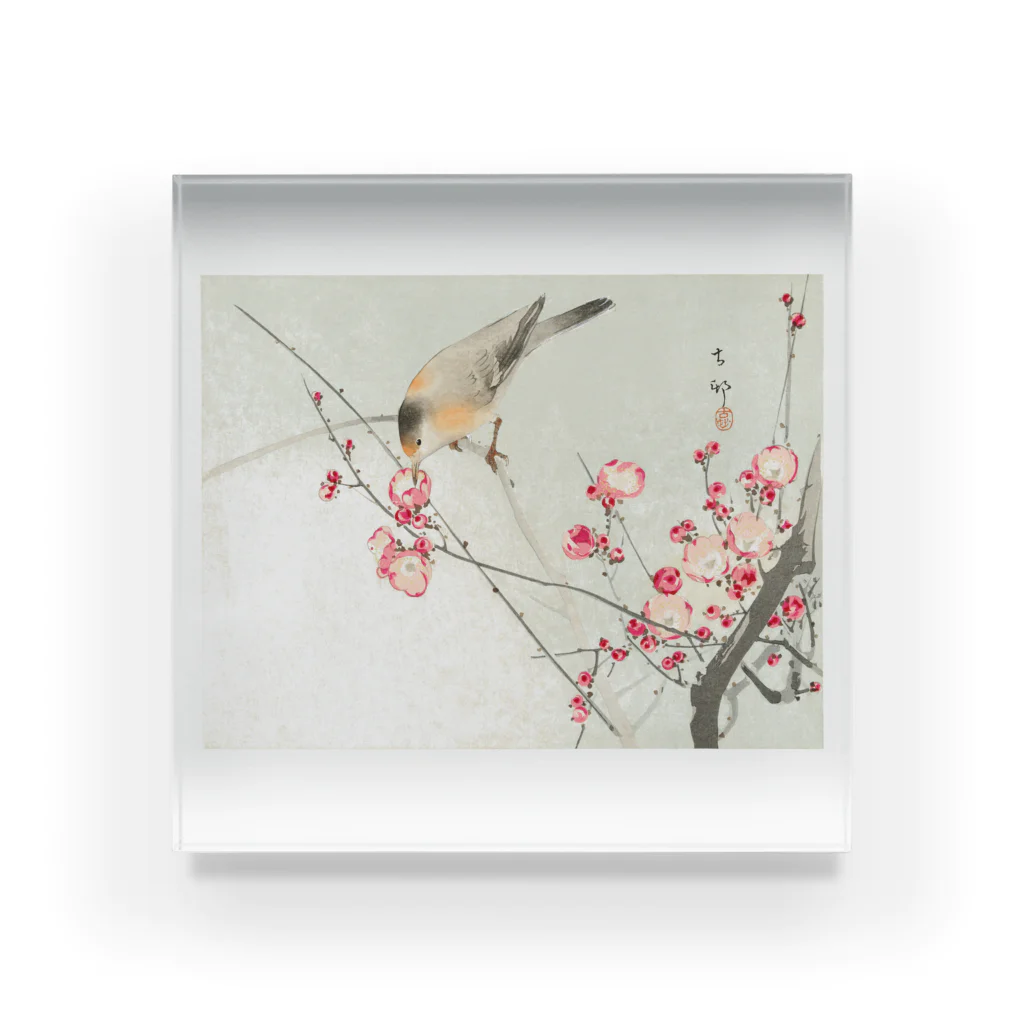 MUGEN ARTの小原古邨　梅に鶯　Ohara Koson / Songbird on blossom branch アクリルブロック