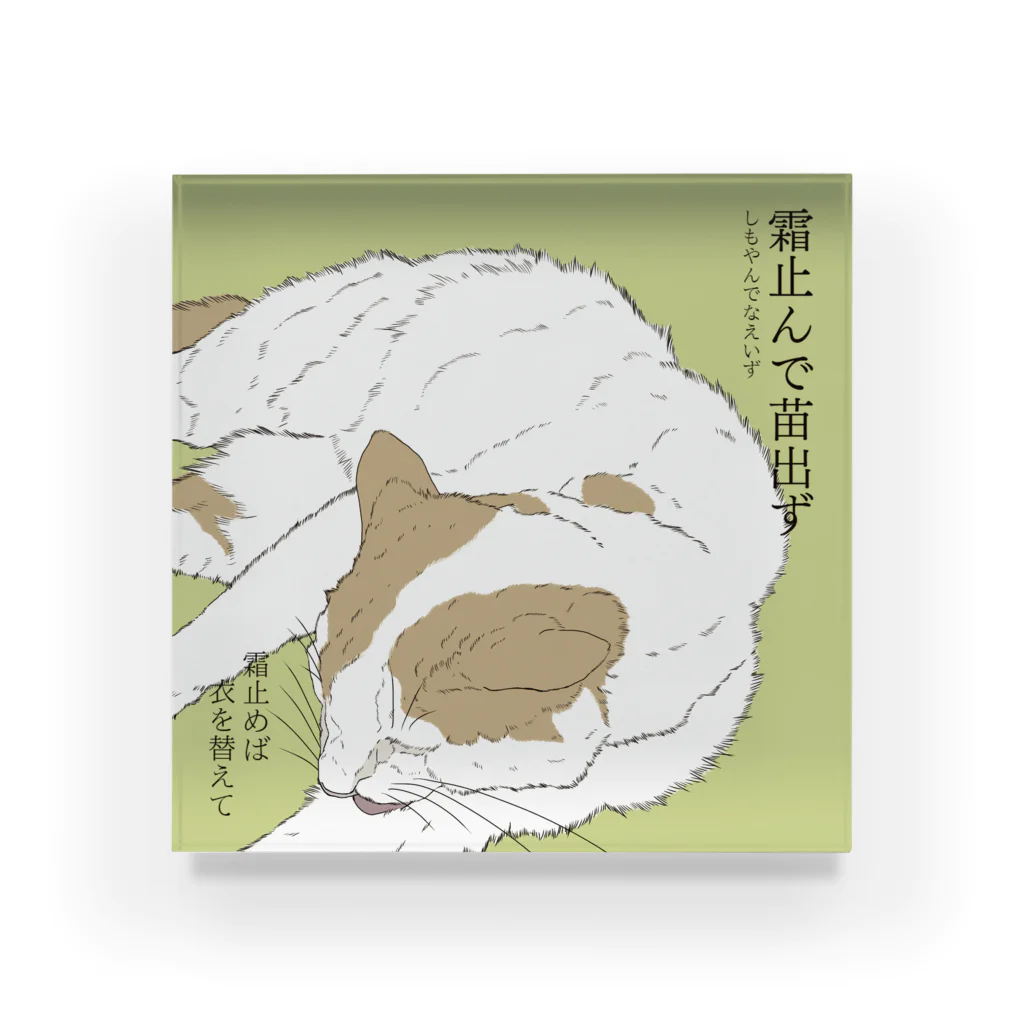 猪猫の霜止んで苗出ず　毛繕いする茶白猫 Acrylic Block