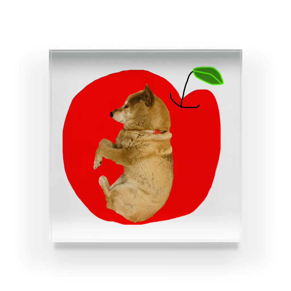 柴犬しばわんこhana873のりんご&わんこ林檎と柴犬 アクリルブロック