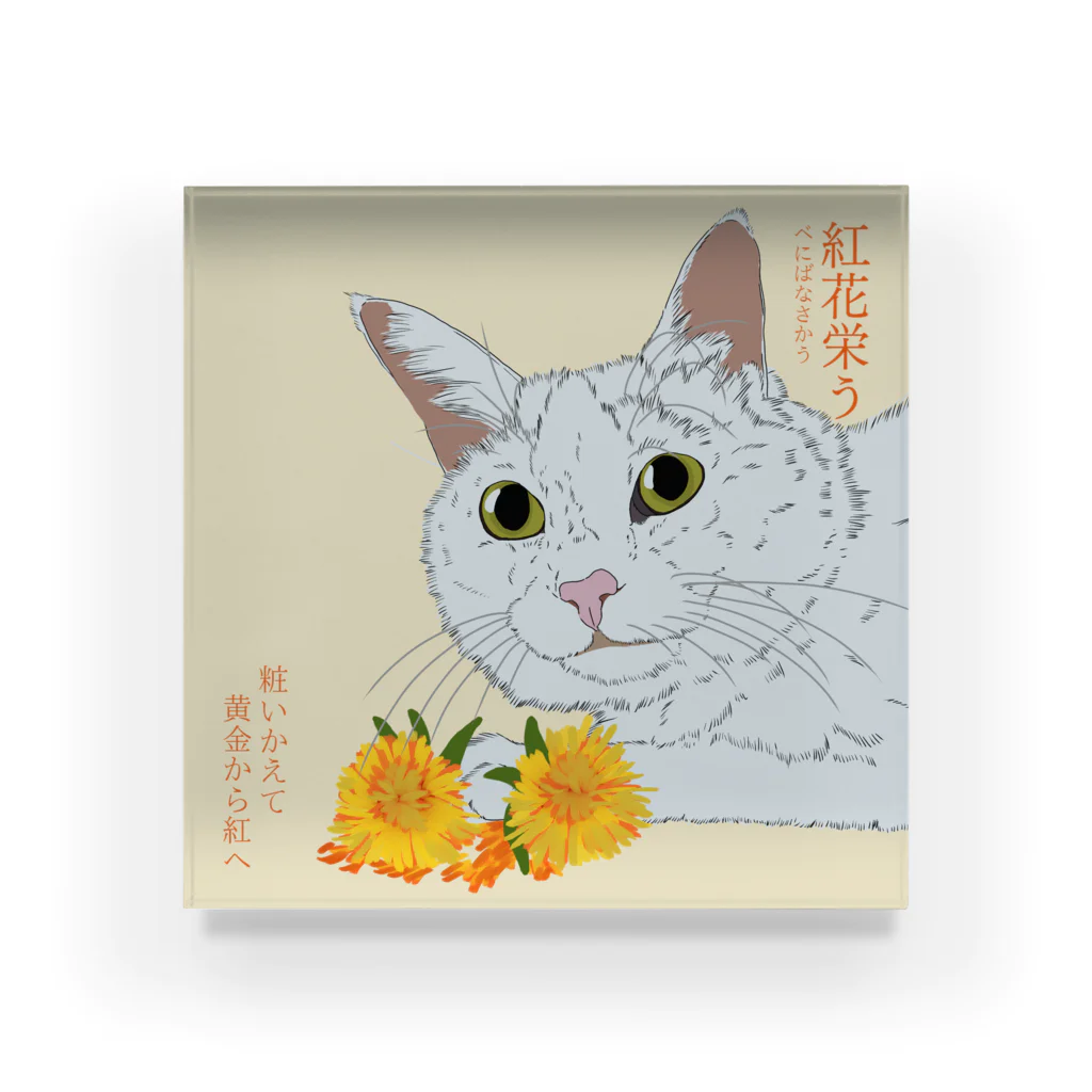 猪猫の紅花栄う アクリルブロック