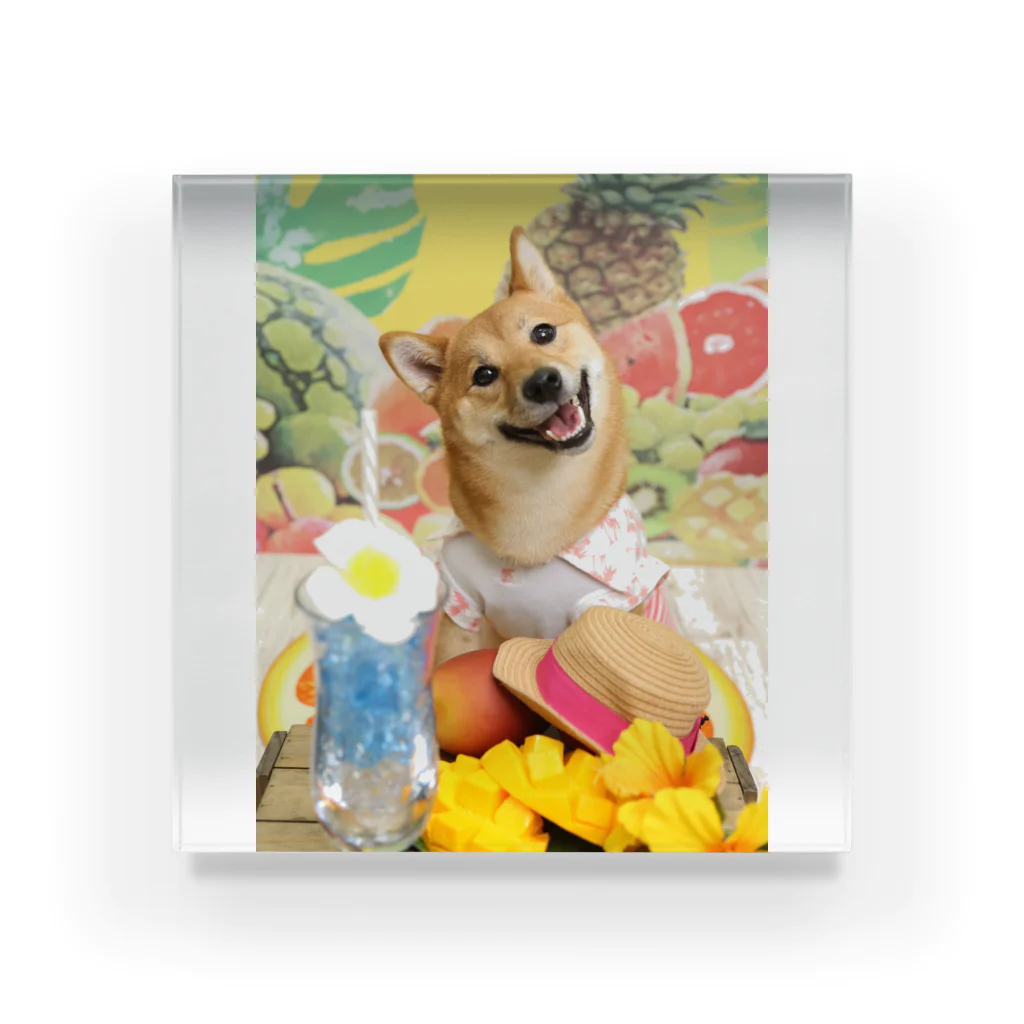 柴犬グッズ専門店 あられ堂の柴犬　真夏のリゾート001 Acrylic Block