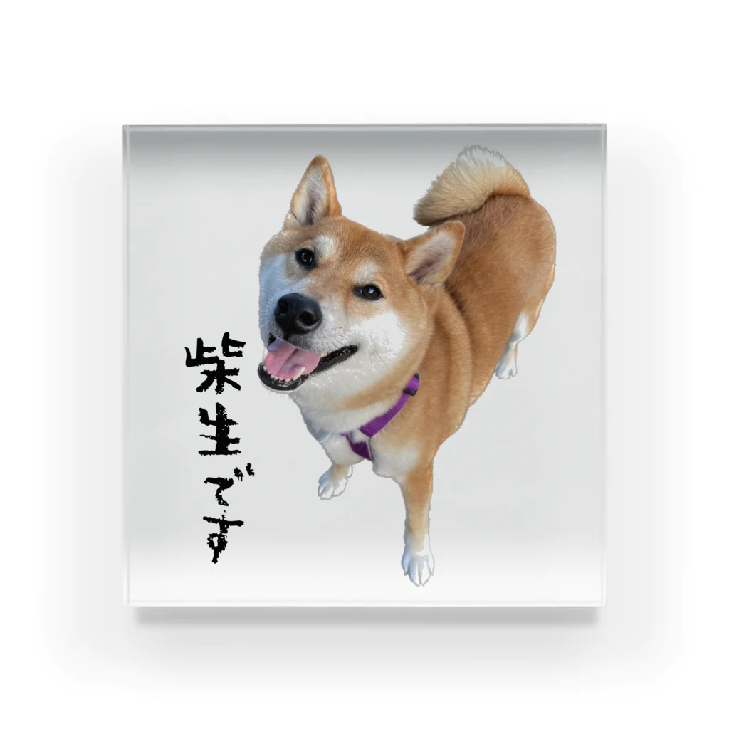 SHIBAOOOOOの柴生です アクリルブロック