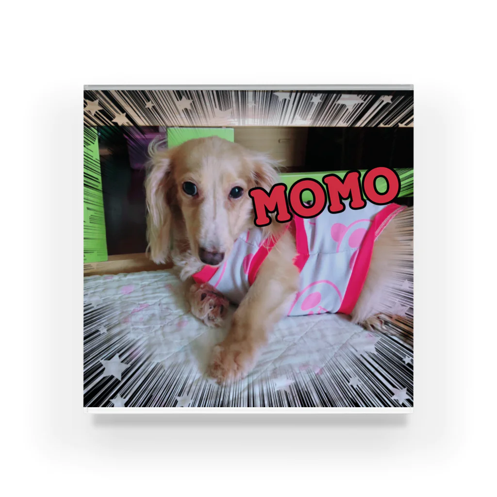 ルネムーン☽°.*の愛犬MOMO アクリルブロック