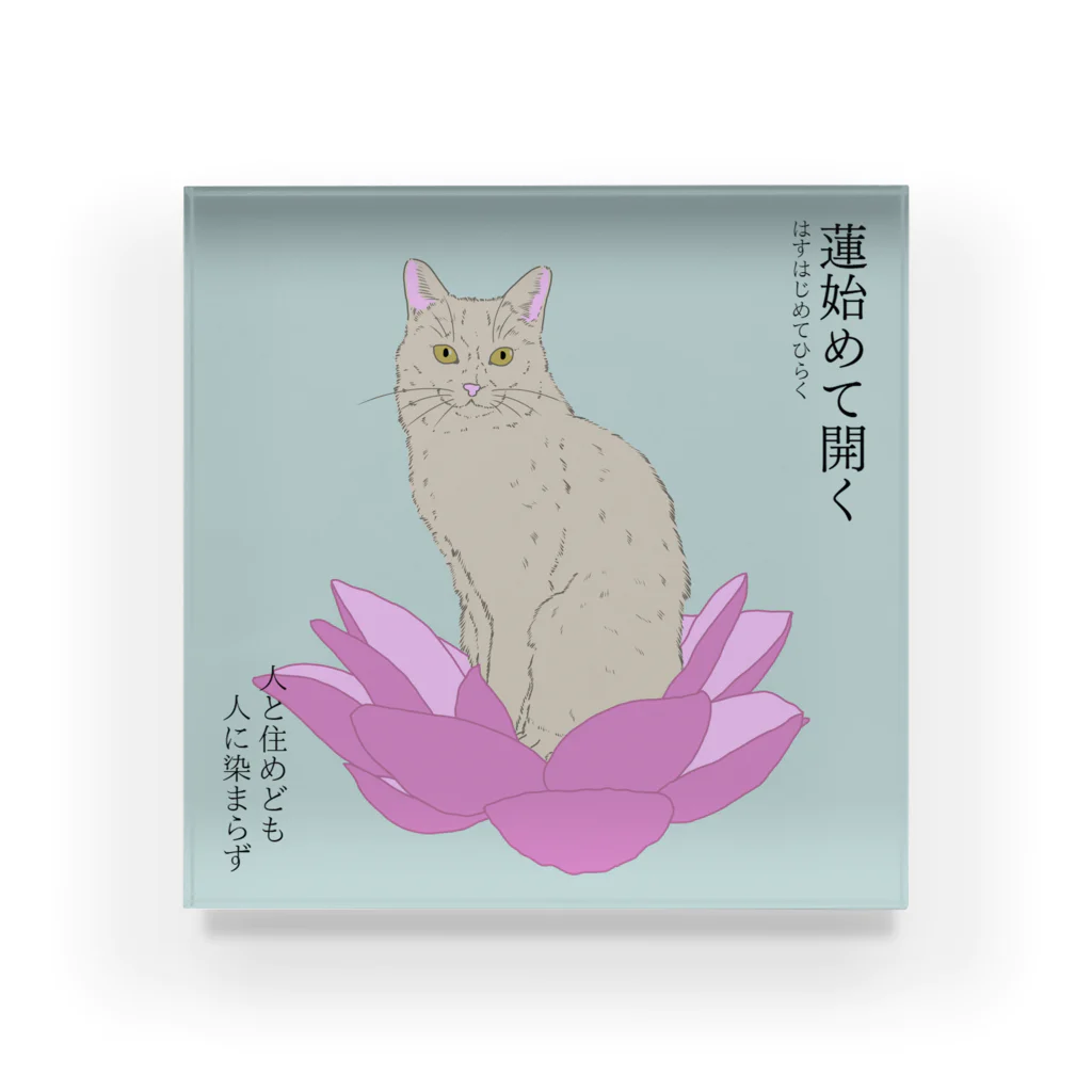 猪猫の蓮始めて開く　蓮にお座りする白猫  Acrylic Block