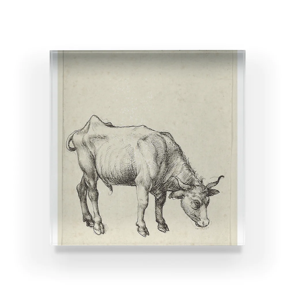 Art Institute ChicagoのYoung Bull, c. 1496, erroneously inscribed in another hand 1508 | Albrecht Dürer Acrylic Block